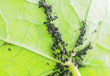 Tataouine : Invasion d’un puceron ravageur des cultures dans le périmètre irrigué à Dhiba