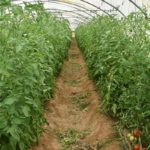 Mahdia : Lancement d’un projet d’irrigation pour 115 agriculteurs à Ouled Chamekh 06