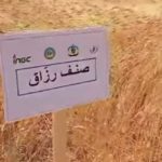 Tataouine : des essais prometteurs pour adapter les céréales au climat aride