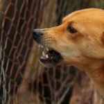 Chien Rage
