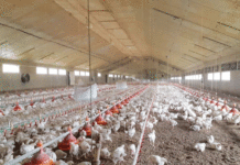 Poulet de chair vif: Hausse de 17,8% du prix à la production en août 2024