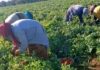Femmes rurales : ONU Femmes plaide pour une meilleure inclusion économique