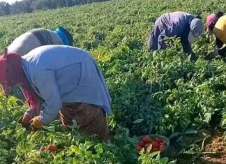 Femmes rurales : ONU Femmes plaide pour une meilleure inclusion économique