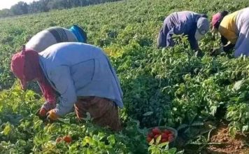 Femmes rurales : ONU Femmes plaide pour une meilleure inclusion économique