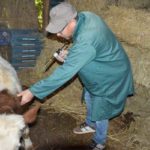 Siliana : 30 % du cheptel bovin vacciné contre la dermatose nodulaire et la fièvre aphteuse