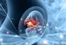 Des chercheurs montrent qu’un fœtus peut déjà reconnaître une langue étrangère avant la naissance