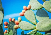 Projet “Cactus/Carbone” : appel à replanter 600.000 ha de figuiers de barbarie en Tunisie