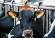 Élevage et climat : la Tunisie impliquée dans un projet mondial de réduction du méthane chez les ovins et caprins