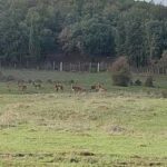 Biodiversité : sauvé de l’extinction, le Cerf de Barbarie regagne son habitat en Tunisie