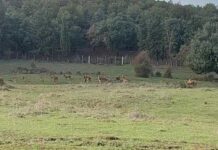 Biodiversité : sauvé de l’extinction, le Cerf de Barbarie regagne son habitat en Tunisie