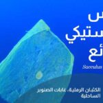 Campagne choc : des « espèces invasives » fictives dénoncent les déchets plastiques en Méditerranée