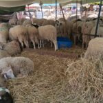 Mouton_Aid_Elkebir_2026A