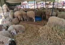 Entre inflation et sécheresse, le rituel de l’Aïd est-il devenu un luxe inaccessible en Tunisie ? Mouton_Aid_Elkebir_2026A
