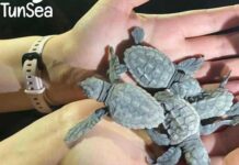 Journée mondiale de la tortue : TunSea alerte sur la nécessité de protéger les espèces marines