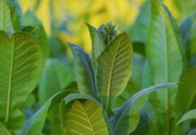 Nicotiana glauca