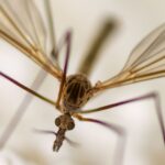 chironomide insecte