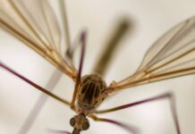 chironomide insecte