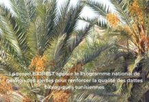 Le projet BIOREST soutient un programme national stratégique pour renforcer la compétitivité et la crédibilité des dattes biologiques tunisiennes