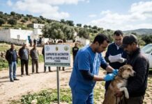 Rage animale en Tunisie : La FAO et le gouvernement lancent un manuel national Rage chiens