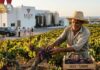 La filière Vitivinicole Tunisienne en 2008 : Le paradoxe d’une montée en gamme sur des bases fragiles Filière Vitivinicole
