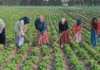 Agriculture Jendouba : la FAO veut faire monter les femmes rurales dans la chaîne de valeur