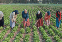 Agriculture Jendouba : la FAO veut faire monter les femmes rurales dans la chaîne de valeur