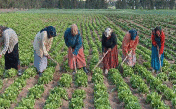 Agriculture Jendouba : la FAO veut faire monter les femmes rurales dans la chaîne de valeur