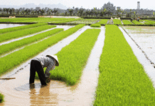 Chine : la finance au secours de l’agriculture, une leçon pour l’Afrique ?