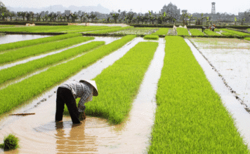 Chine : la finance au secours de l’agriculture, une leçon pour l’Afrique ?