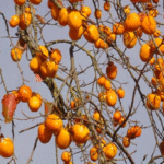 Agriculture : À Béja, le Japon pourrait aider à transformer le kaki tunisien en produit à plus forte valeur ajoutée
