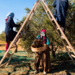 Bizerte : 16 000 tonnes d’olives attendues pour la campagne 2026-2027