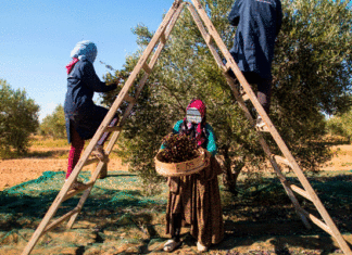 Bizerte : 16 000 tonnes d’olives attendues pour la campagne 2026-2027