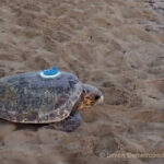 Djerba : une tortue marine parcourt 2 700 km avant d’atteindre Boughrara