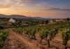 Vignoble Viticulture