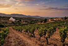 Vignoble Viticulture
